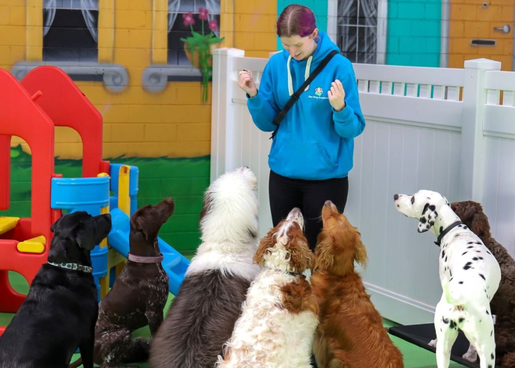 Camberwell dog daycare centre