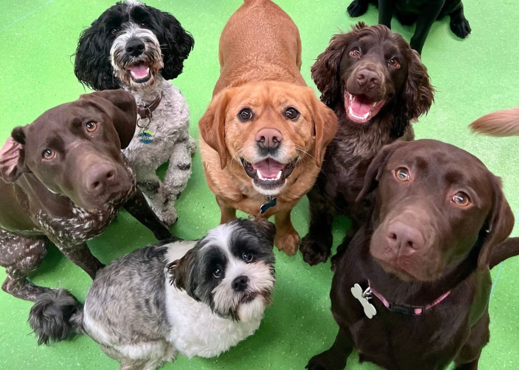 Burwood dog daycare centre