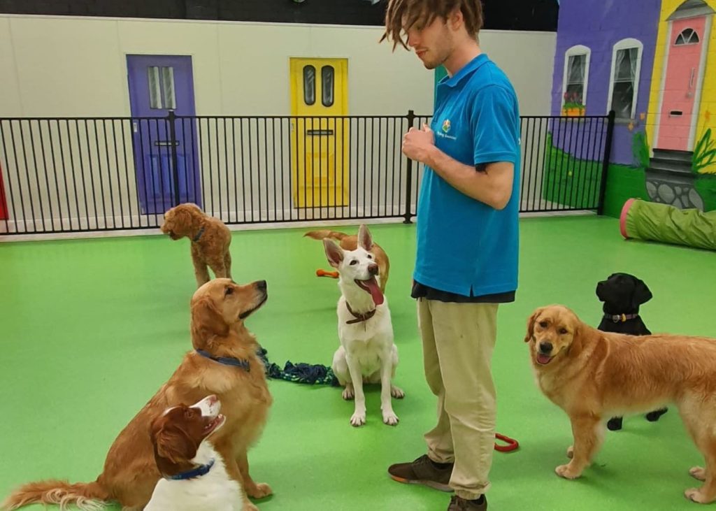 Melbourne Daycare for Dogs